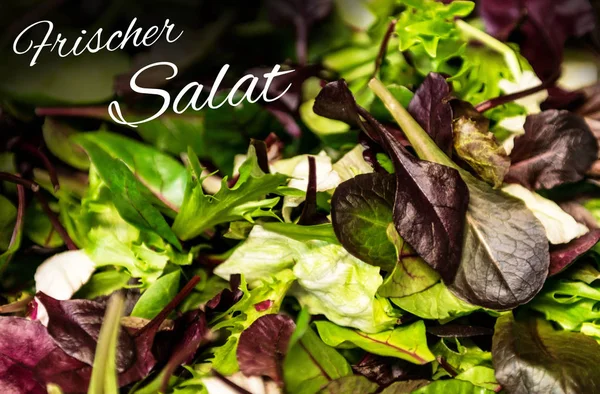 Frischer salat bedeutet frischer salat mit gemischtem grünen salat rucola mesclun mache aus der nähe gesunde kost mahlzeit — Stockfoto