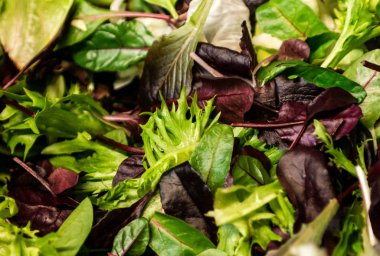 Karışık yeşillik marul roka, mesclun, taze salata mache kapatmak kadar sağlıklı gıda yeşil yemek