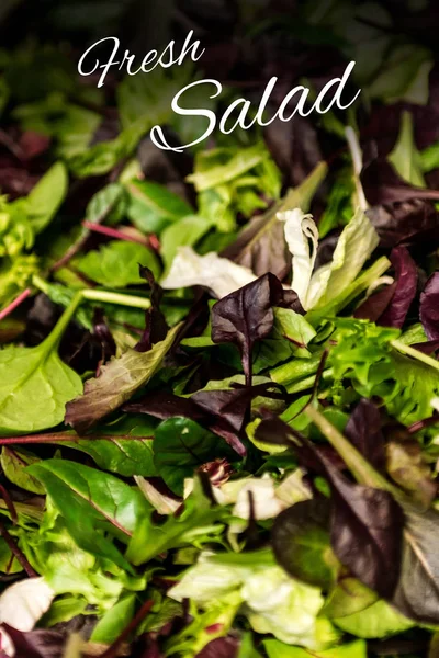 Frischer Salattext mit gemischtem Gemüse Salat Rucola Mesclun mache Nahaufnahme gesunde Nahrung Mahlzeit — Stockfoto