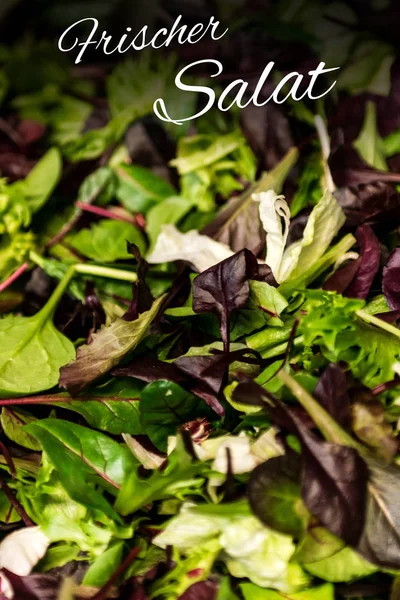 Frischer salat bedeutet frischer salat mit gemischtem grünen salat rucola mesclun mache aus der nähe gesunde kost mahlzeit — Stockfoto