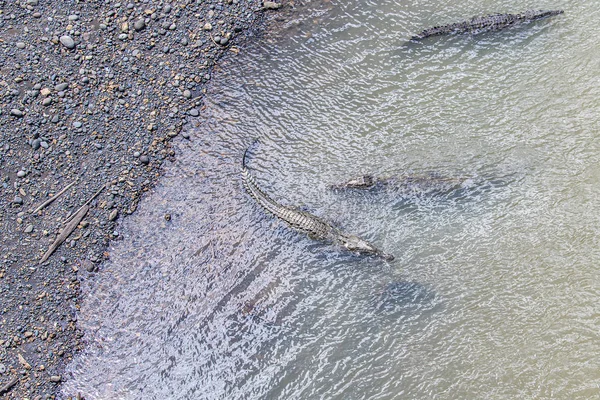 Crocodilos descansando na margem do rio na Costa Rica vida selvagem caiman — Fotografia de Stock