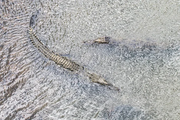 在哥斯达黎加的河岸休息的鳄鱼，野生动物 — 图库照片