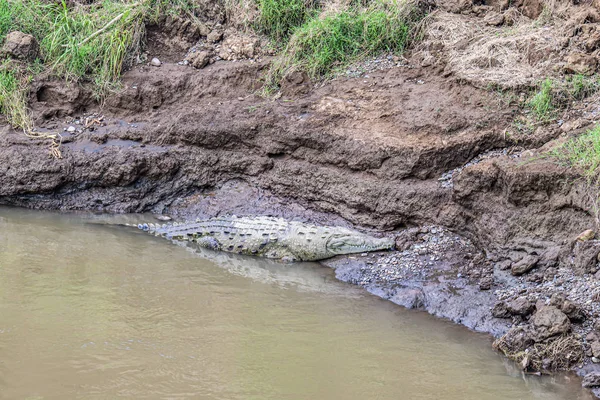 Crocodiles resting at the riverbank in Costa Rica wildlife caiman — Stock Photo, Image
