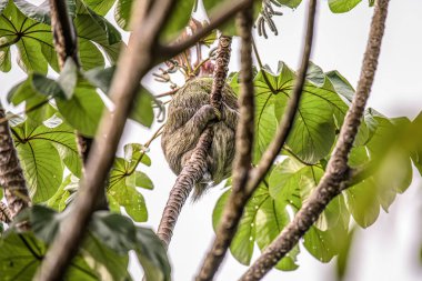 Tembel hayvan üç ayak parmağı çocuk oyuncağı Manuel Antonio Ulusal Parkı Kosta Rika, Orta Amerika tropikal ormanlarda