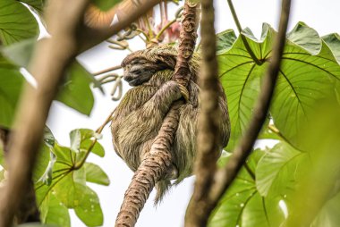 sloth three toe juvenile playful in tree manuel antonio national park costa rica, central america in tropical jungle clipart
