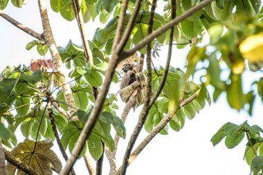 Tembel hayvan üç ayak parmağı çocuk oyuncağı Manuel Antonio Ulusal Parkı Kosta Rika, Orta Amerika tropikal ormanlarda