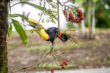 Sarı boğazlı Toucan portresi ünlü Tortuguero Ulusal Parkı Kosta Rika 'da bir palmiye ağacının meyvesini yiyor.