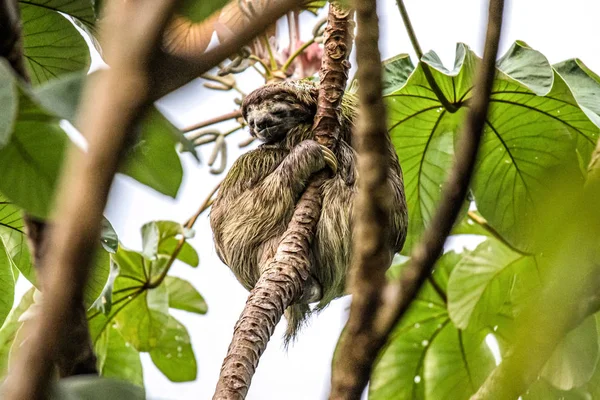 Sloth τρία toe νεανική παιχνιδιάρικο στο δέντρο Manuel antonio εθνικό πάρκο Costa rica, κεντρική Αμερική στην τροπική ζούγκλα — Φωτογραφία Αρχείου