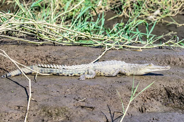 Caiman Crocodile resting at the riverbank of the Sierpe Mangrove national Park in Costa Rica wildlife — Stock Photo, Image