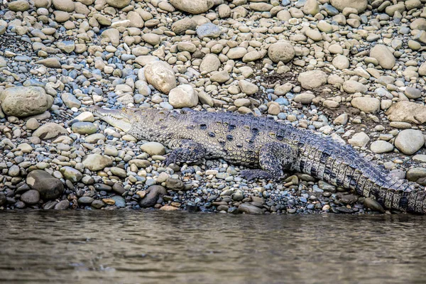 位于哥斯达黎加Sierpe红树林国家公园河岸的Caiman Crocodile野生动物 — 图库照片