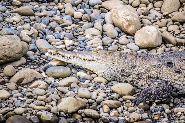 位于哥斯达黎加Sierpe红树林国家公园河岸的Caiman Crocodile野生动物 — 图库照片