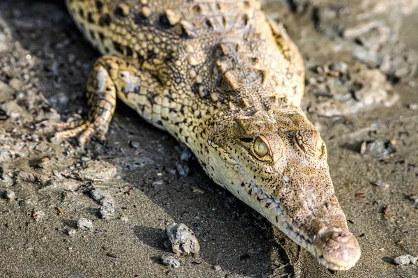 Caiman Crocodile resting at the riverbank of the Sierpe Mangrove national Park in Costa Rica wildlife — Stock Photo, Image