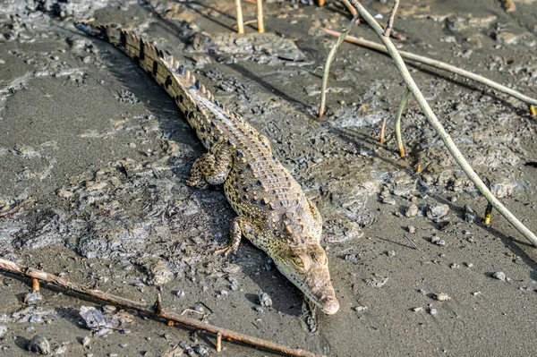 位于哥斯达黎加Sierpe红树林国家公园河岸的Caiman Crocodile野生动物 — 图库照片