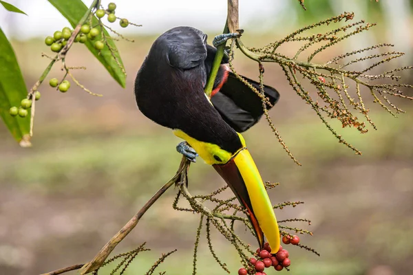 Gele keeltoekan close-up portret etend vrucht van een Palm boom in wijdvermaarde Tortuguero onderdaan park Costa Rica — Stockfoto