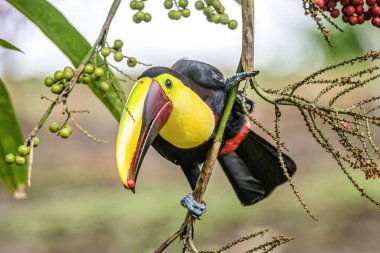 Sarı boğazlı Toucan portresi ünlü Tortuguero Ulusal Parkı Kosta Rika 'da bir palmiye ağacının meyvesini yiyor.