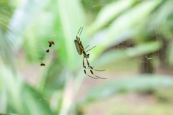 Golden Orb Spider en su web en el famoso Parque Nacional Tortuguero Costa Rica — Foto de Stock