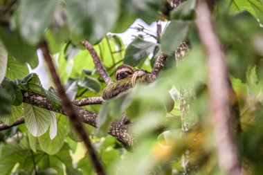Tembel hayvan üç ayak parmağı çocuk oyuncağı Manuel Antonio Ulusal Parkı Kosta Rika, Orta Amerika tropikal ormanlarda