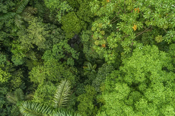Bujné mystické deštné pralesy letecké drone pohled na La Fortuna Kostarika džungle — Stock fotografie