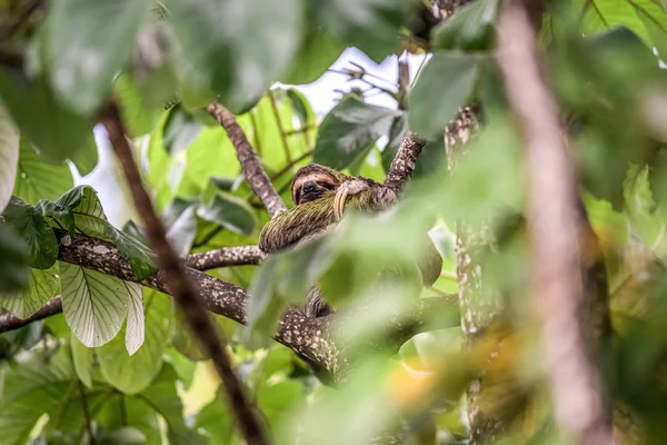 Luiaard drie teen jeugdig speels in boom manuel antonio nationaal park costa rica, midden-amerika in tropische jungle — Stockfoto