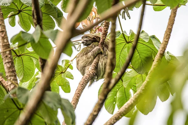 Sloth τρία toe νεανική παιχνιδιάρικο στο δέντρο Manuel antonio εθνικό πάρκο Costa rica, κεντρική Αμερική στην τροπική ζούγκλα — Φωτογραφία Αρχείου