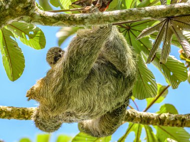 Kahverengi boğazlı 3 parmaklı tembel hayvan Costa Rice Yağmur Ormanları Milli Parkı 'nda bir ağaçta asılı duruyor.