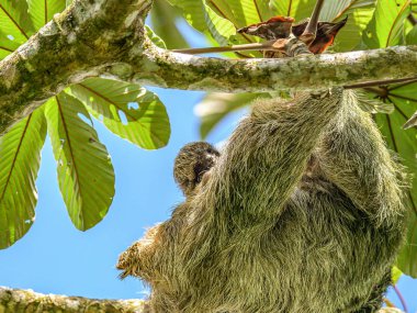 Kahverengi boğazlı 3 parmaklı tembel hayvan Costa Rice Yağmur Ormanları Milli Parkı 'nda bir ağaçta asılı duruyor.