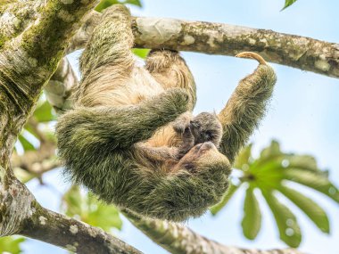 Kahverengi boğazlı 3 parmaklı tembel hayvan Costa Rice Yağmur Ormanları Milli Parkı 'nda bir ağaçta asılı duruyor.