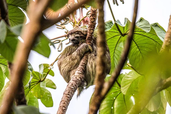 Sloth three toe juvenile playful in tree manuel antonio national park costa rica, central america in tropical jungle — Stock Photo, Image