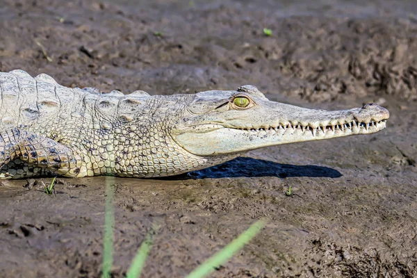 Caiman Crocodile resting at the riverbank of the Sierpe Mangrove national Park in Costa Rica wildlife — Stock Photo, Image