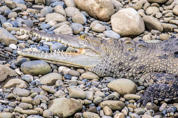 Caiman Crocodile riposa sulla riva del fiume del Sierpe Mangrove National Park in Costa Rica fauna selvatica — Foto Stock