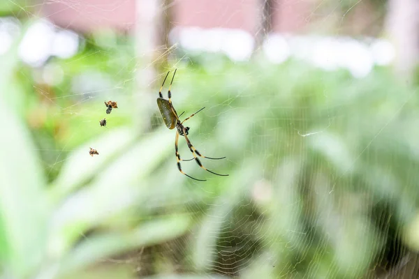 Golden Orb Spider dans sa toile dans le célèbre parc national de Tortuguero Costa Rica — Photo
