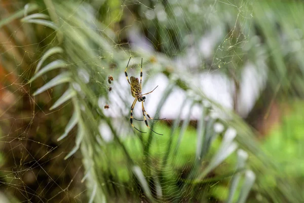 Golden Orb Spider en su web en el famoso Parque Nacional Tortuguero Costa Rica — Foto de Stock