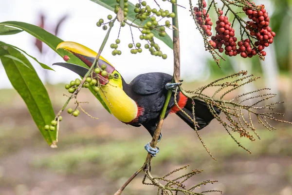 Amarelo garganta tucano closeup retrato comendo frutas de uma palmeira no famoso parque nacional Tortuguero Costa Rica — Fotografia de Stock