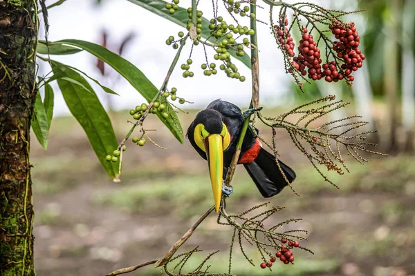 유명 한 투 게로 국립 공원에 있는 야자나무의 열매를 먹고 있는 노란색 목각 사진 — 스톡 사진
