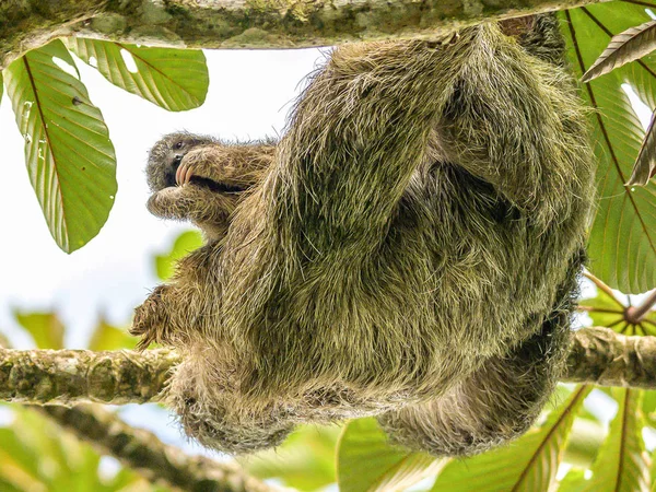 Un perezoso moreno de 3 dedos colgando de un árbol con un bebé en el parque nacional Costa Rice Rainforest — Foto de Stock