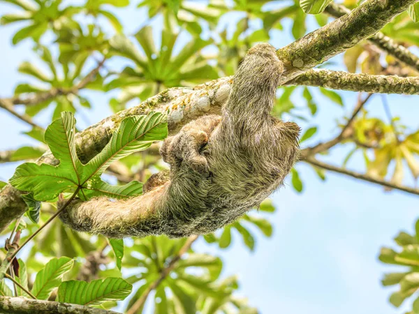 Un perezoso moreno de 3 dedos colgando de un árbol con un bebé en el parque nacional Costa Rice Rainforest — Foto de Stock