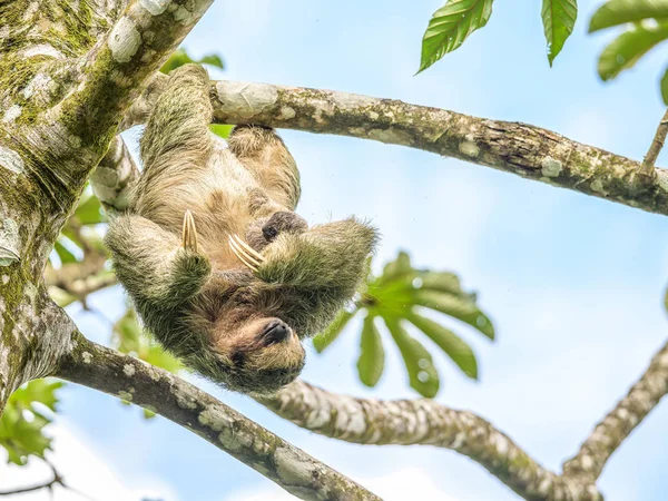 A brown throated 3 toed sloth hanging i a tree with a Baby in Costa Rice Rainforest national park — Stock Photo, Image
