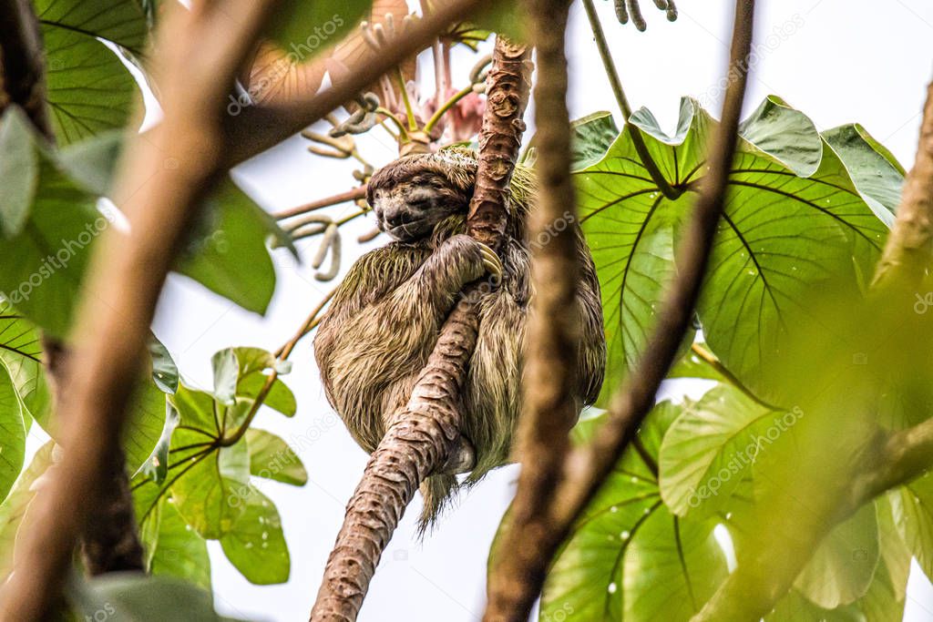 sloth three toe juvenile playful in tree manuel antonio national park costa rica, central america in tropical jungle
