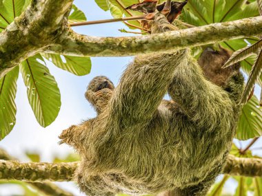 Kahverengi boğazlı 3 parmaklı tembel hayvan Costa Rice Yağmur Ormanları Milli Parkı 'nda bir ağaçta asılı duruyor.