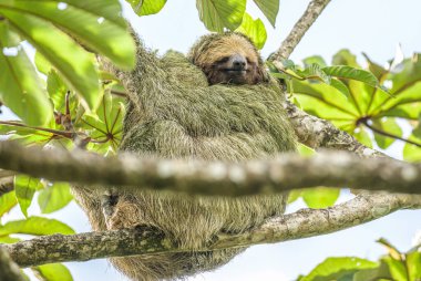A brown throated 3 toed sloth hanging i a tree with a Baby in Costa Rice Rainforest national park clipart