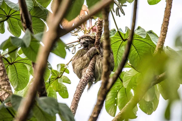 Sloth τρία toe νεανική παιχνιδιάρικο στο δέντρο Manuel antonio εθνικό πάρκο Costa rica, κεντρική Αμερική στην τροπική ζούγκλα — Φωτογραφία Αρχείου