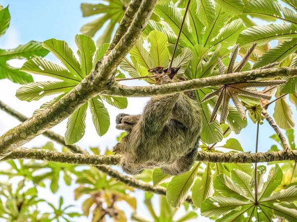 Ένα καφέ λαρύγγι 3 toed βραδύπους κρέμεται ένα δέντρο με ένα μωρό στο τροπικό δάσος Costa Rice εθνικό πάρκο — Φωτογραφία Αρχείου