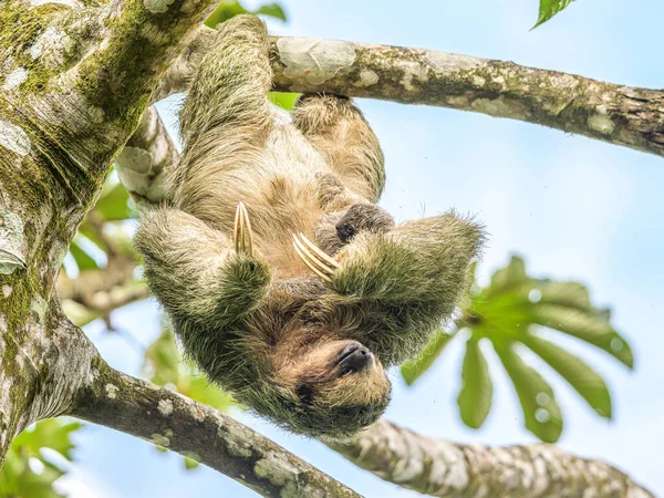 Ένα καφέ λαρύγγι 3 toed βραδύπους κρέμεται ένα δέντρο με ένα μωρό στο τροπικό δάσος Costa Rice εθνικό πάρκο — Φωτογραφία Αρχείου