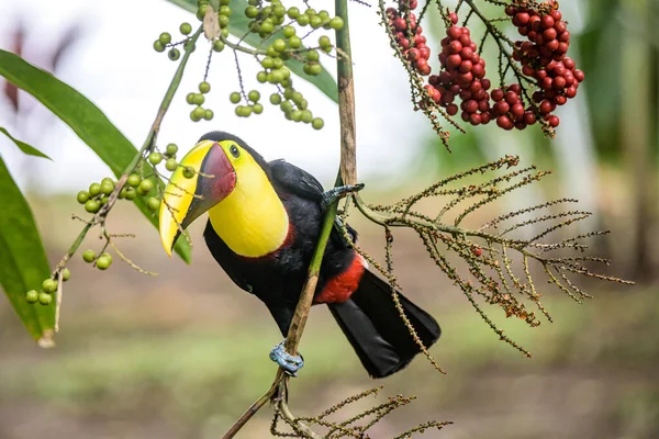 Yellow throated toucan closeup portrait eating fruit of a Palm tree in famous Tortuguero national park Costa Rica