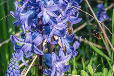 Çiçek açan mor bir çiçekte bal arısı ve çayırlarda yeşil çimenler Bulanık doğal zemin
