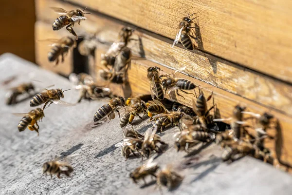 Близько літаючих медоносних бджіл у пасіку Робочі бджоли збирають жовтий пилок — стокове фото