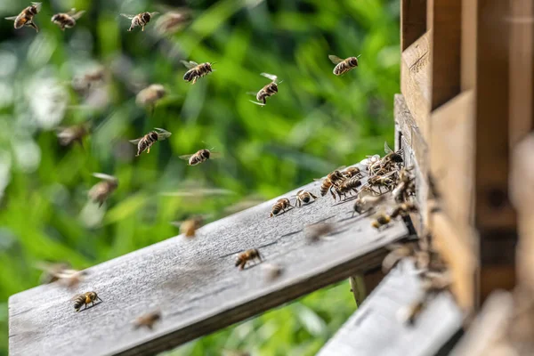 Близько літаючих медоносних бджіл у пасіку Робочі бджоли збирають жовтий пилок — стокове фото