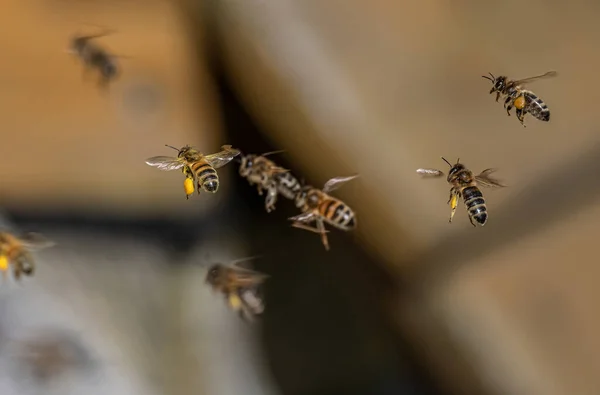 Primer plano de abejas voladoras en colmena colmena Abejas trabajadoras recogiendo polen amarillo — Foto de Stock