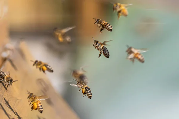 Repülő méhek közelsége a méhkaptárba Sárga virágport gyűjtő dolgozó méhek — Stock Fotó