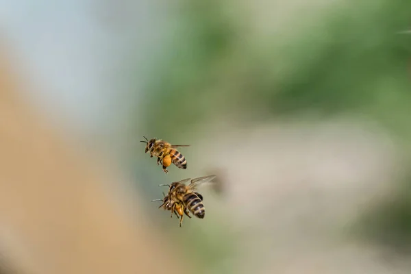 Gros plan des abeilles volantes dans le rucher des ruches Des abeilles actives recueillent du pollen jaune — Photo